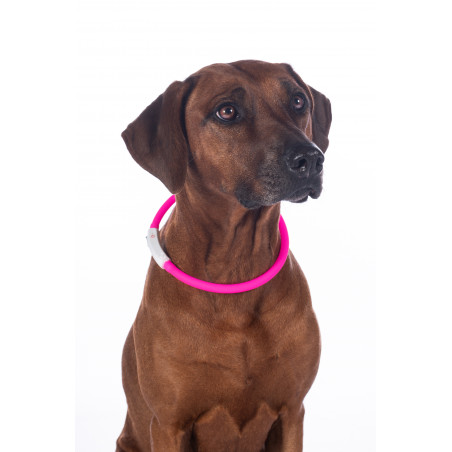 Collar luminoso para perros LED HKM