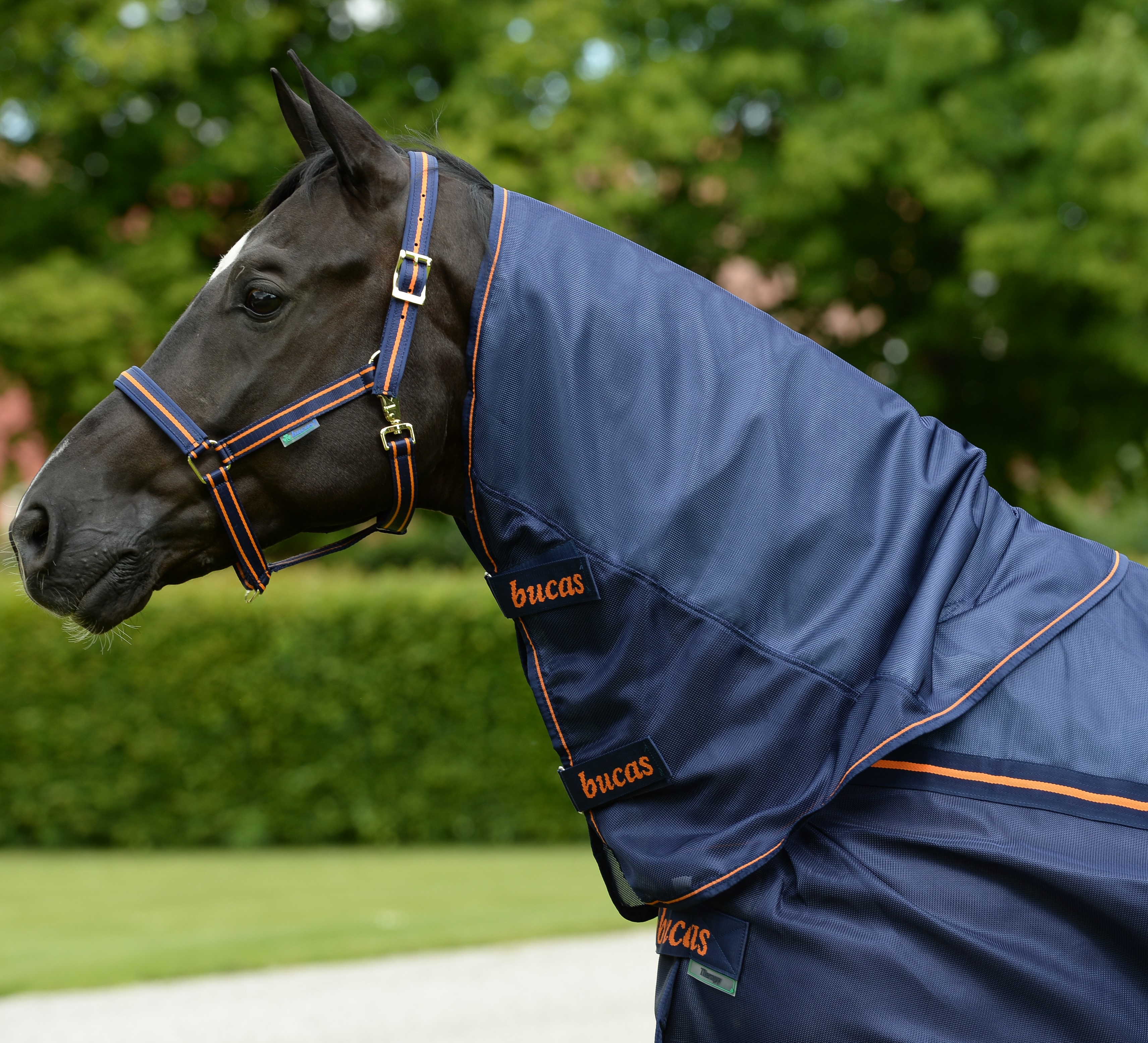 new Azúl marino / naranja