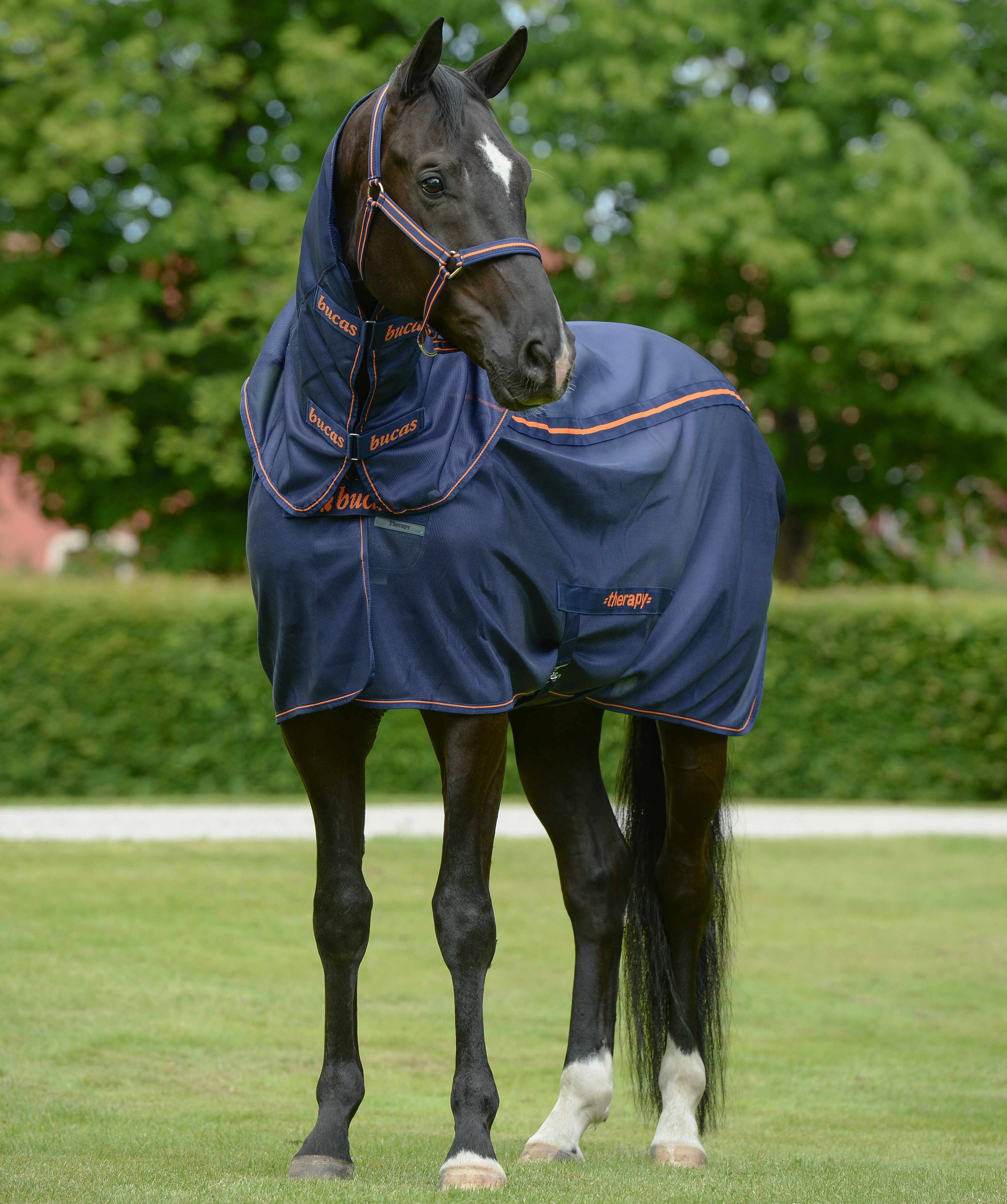 new Azúl marino / naranja