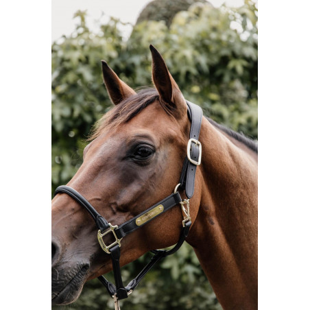 Cabezada Anatómica de Cuero Kentucky