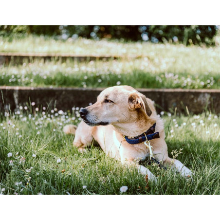 Collar para perro trenzado de nailon Kentucky