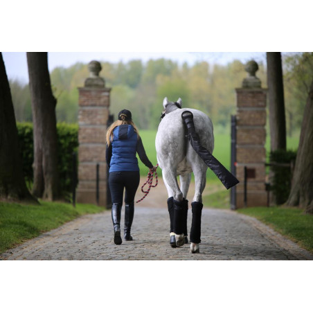 Algodones americanos Kentucky