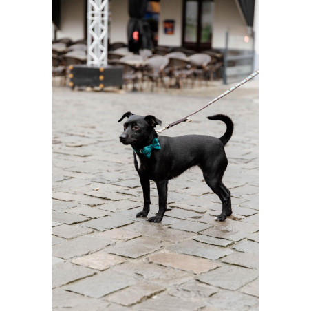 Pajarita de Terciopelo Kentucky