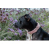 Collar para perros Teddy Fleece Kentucky - Rosa viejo