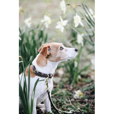 Collar para perro Velvet Leather Kentucky