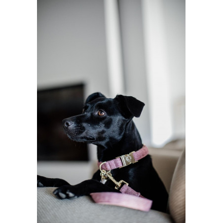 Collar para perro Wool Kentucky