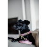 Collar para perro Wool Kentucky - Rosa claro