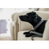Collar para perro Wool Kentucky - Gris