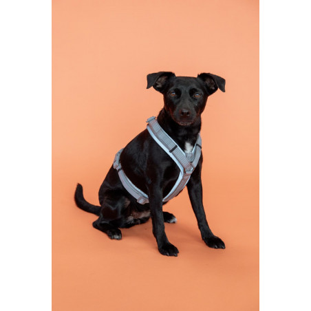 Arnés para perro Active Reflective Kentucky