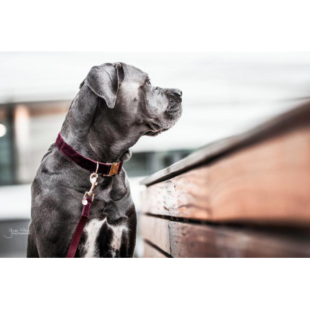 Correa para perro de pana Kentucky