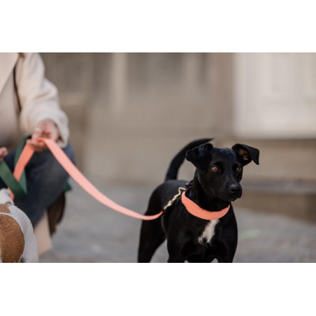 Correa para perro Jacquard Kentucky