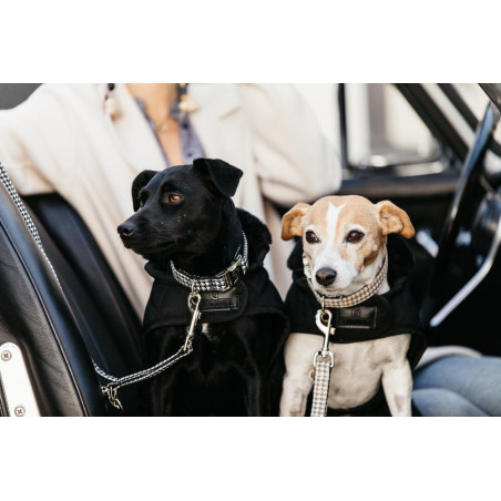 Correa para perro pata de gallo Kentucky