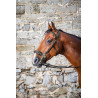 Brida Hackamore D Collection de Dy'on - Negro