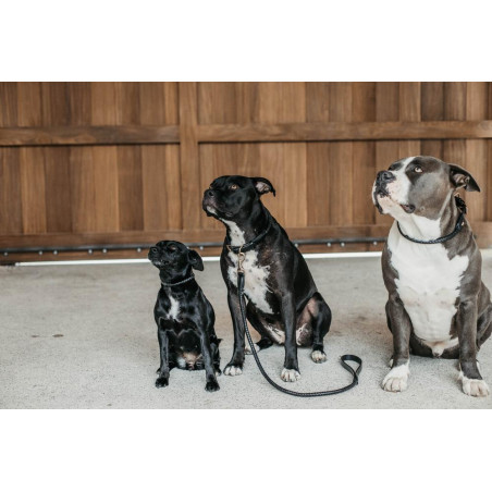 Correa trenzada para perro Dy'on