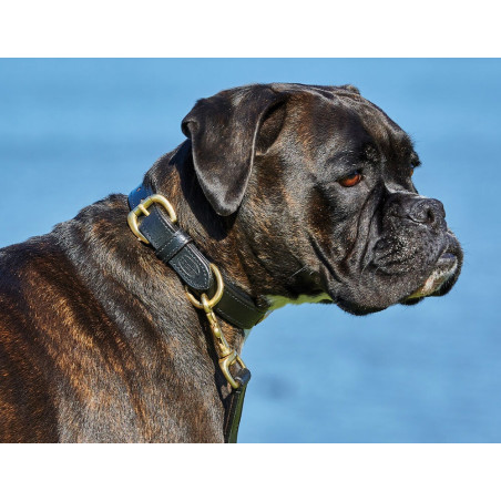 Collar de cuero para perro Weatherbeeta