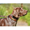 Collar de cuero para perro Weatherbeeta - Castaño