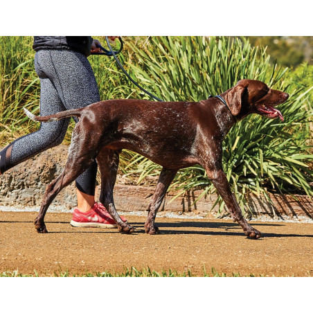 Correa redonda de cuero para perro Weatherbeeta