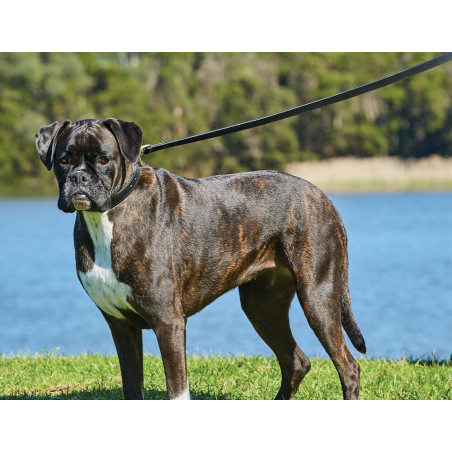 Correa para perro Weatherbeeta de cuero