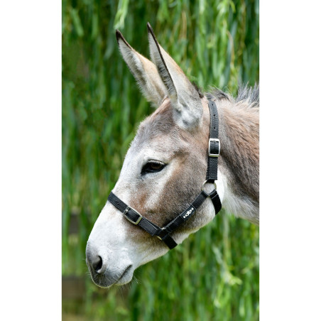 Cabezada Saxon económica