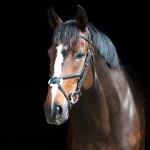 Cabezada mejicana Prescott Horze