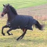 Manta RugBe IceProtect 200 Cavalliero