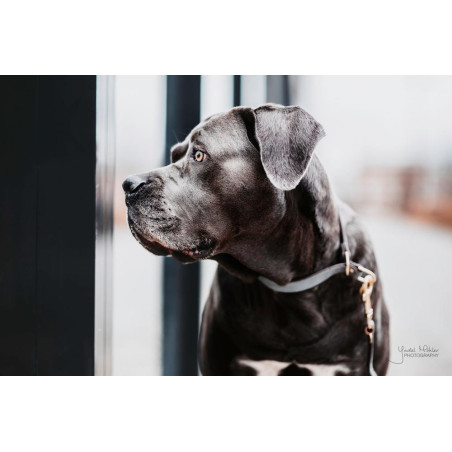 Collar para perro Loop Kentucky