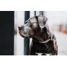 Collar para perro Loop Kentucky - Gris