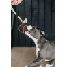 Juguete para perro Cuerda de Algodón Béisbol Kentucky - Castaño