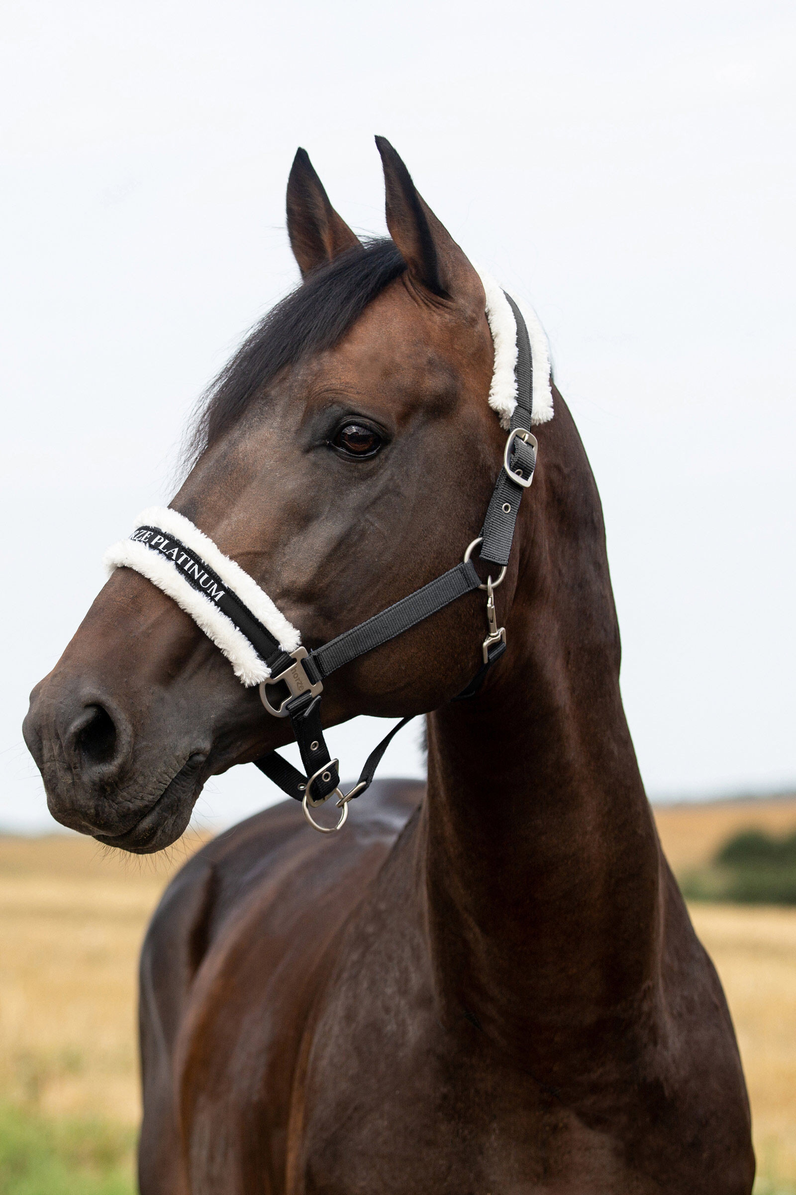 Cabezada Howard Crescendo Horze Negro