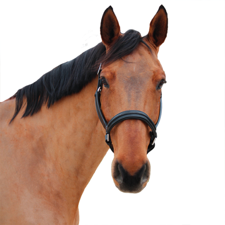 Cabezada Canter Mylord