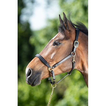 Cabezada de cuero HFI Master costuras crema