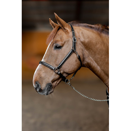 Cabezada de cuero Little Groom HFI Master