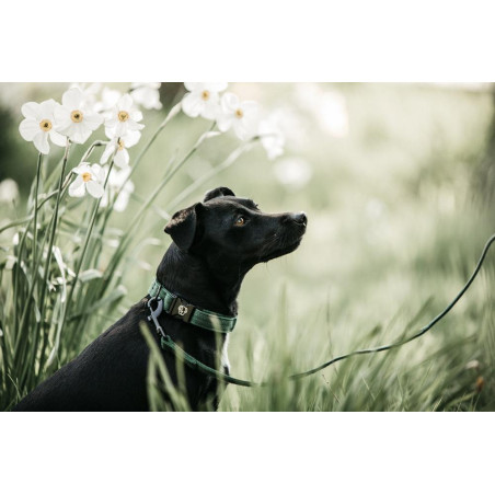 Correa Kentucky para perro Lagarto