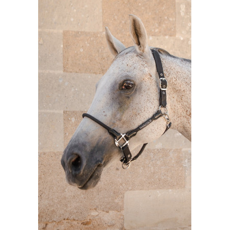 Cabezada Harcour Honey