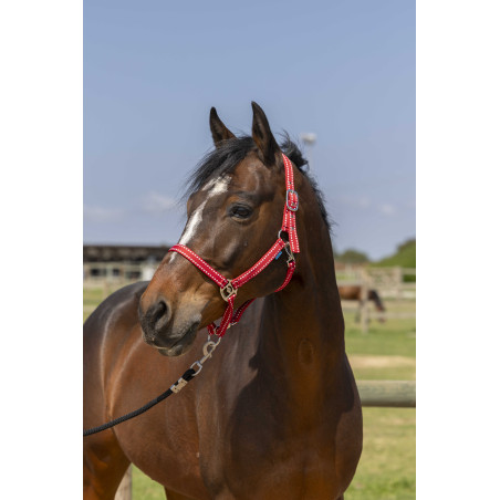 Cabezada Norton Grooming