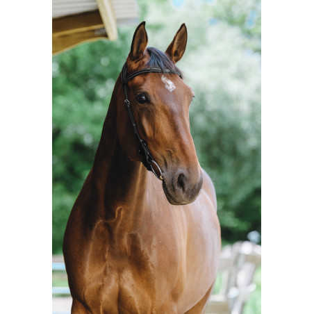 Cabezada de montar NORTON - Freedom