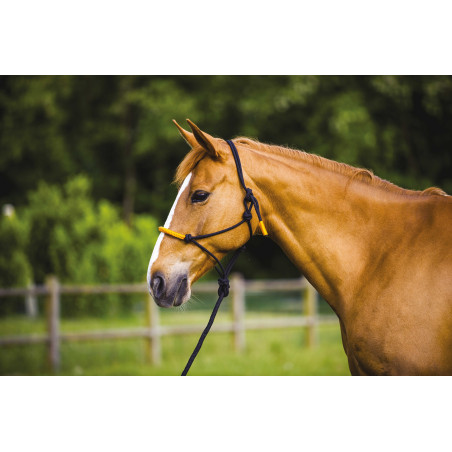 CABEZALE ETOLÓGICO + CABO DE COLORES