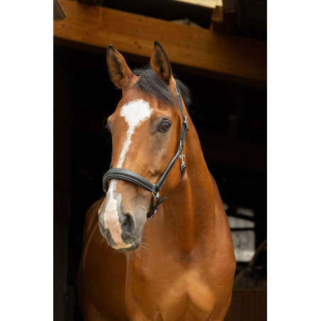 Cabezada de cuadra anatomica Norton Pro