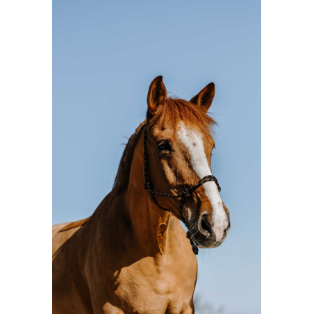 Licol éthologique WESTRIDE - Western