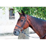 Francés combinado con muserola alemana T de T