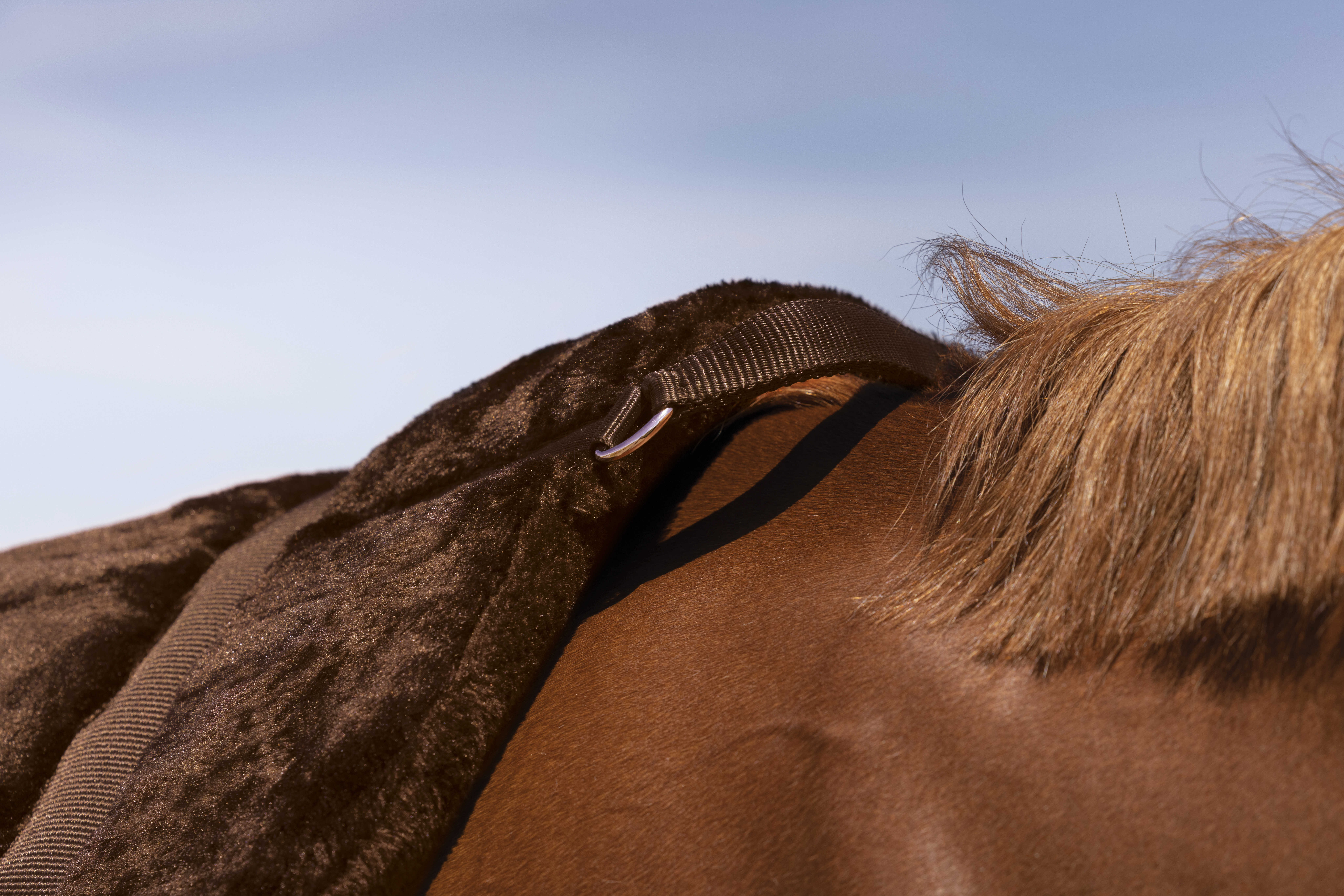Mantilla de monta a pelo NORTON Confort Castaño Marrón