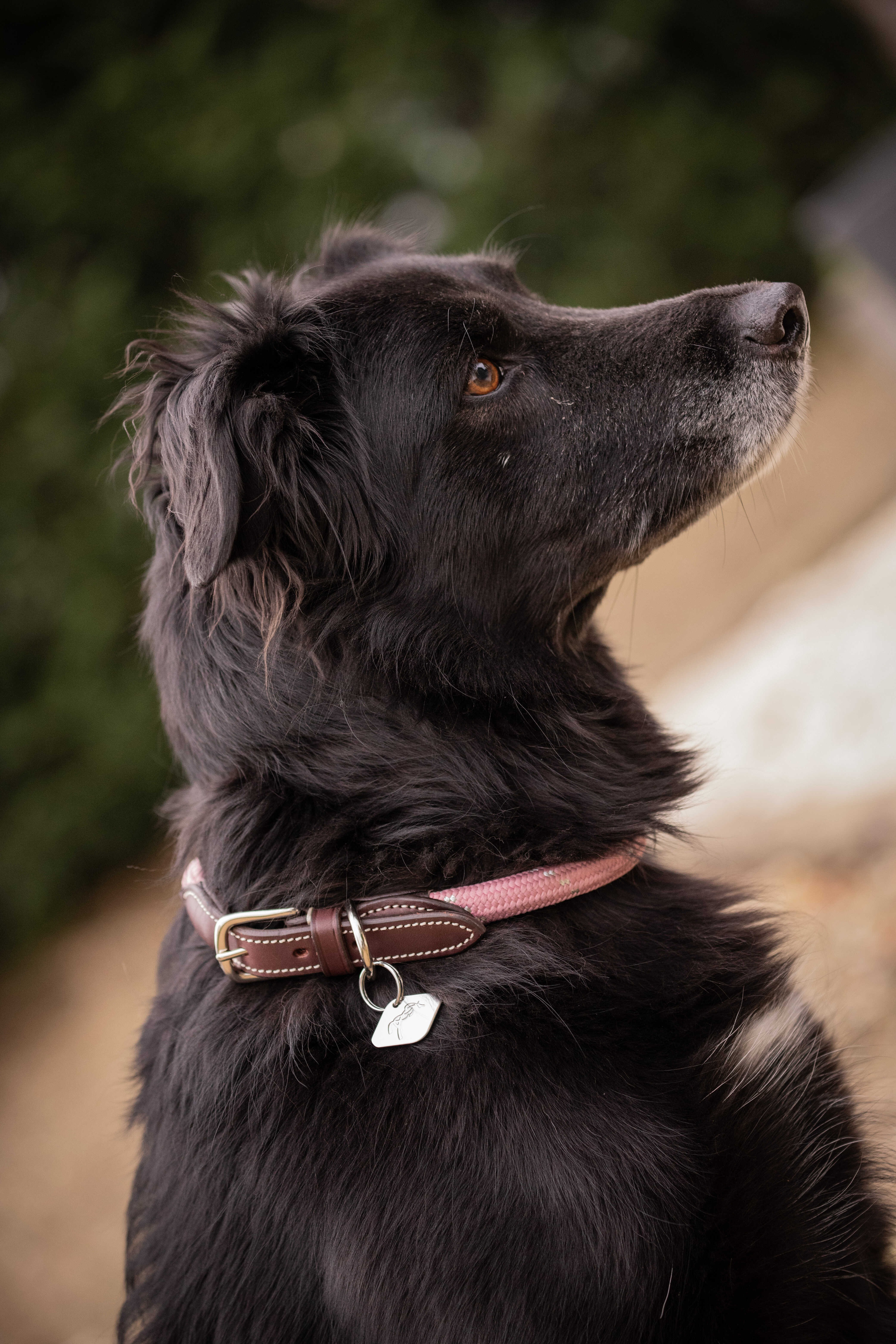 Collar para perro Penelope Billie Rosa / lurex