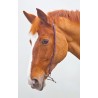 Bocado chifney Blenheim Shires - Havana