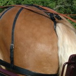 Baticola arnés Chetak