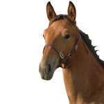 Cabezada de cuadra foal Chetak