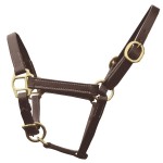 Cabezada de cuadra foal presentación Chetak