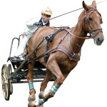 Arnés marathon anatómico Eric Le Tixerant