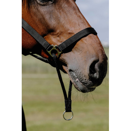 Cabezada Norton Educativa