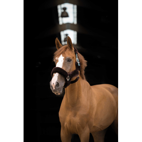 Cabezada Equi-Theme Teddy