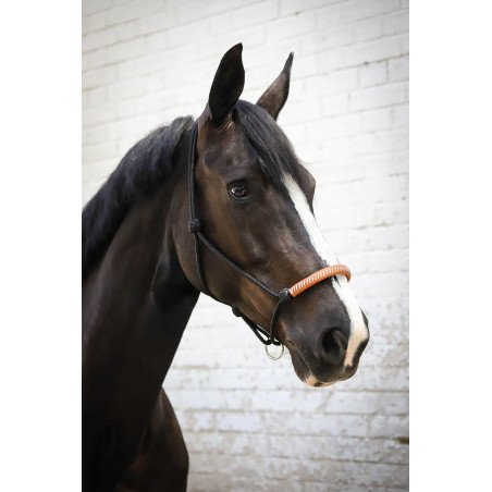 Cabezada de cuadra Pénélope American